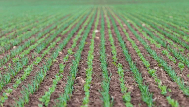 Сівалка OMEGA OO_FL від BEDNAR призначена для посіву кількох культур за один прохід2