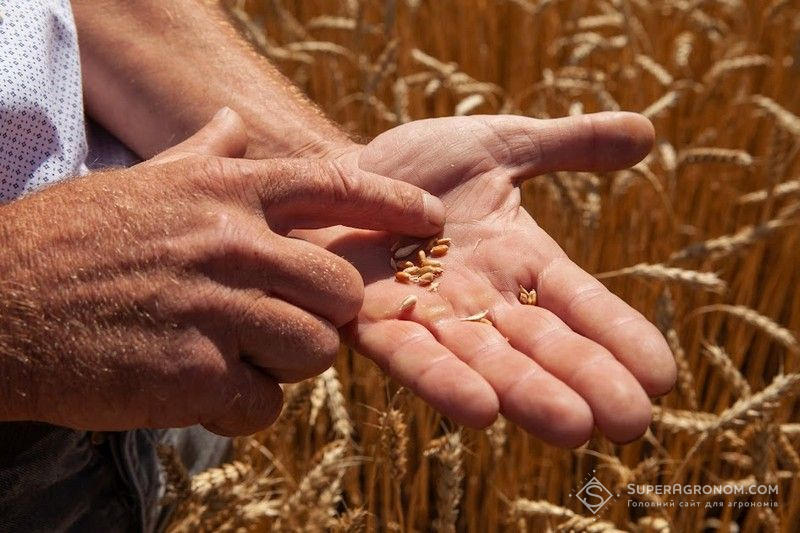 Ви зараз переглядаєте 90% урожаю озимини знищено, але ми сіємо далі — фермери Херсонщини не здаються