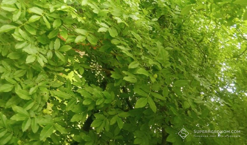 Ви зараз переглядаєте Аналіз листя волоського горіха необхідно проводити на третій рік після посадки