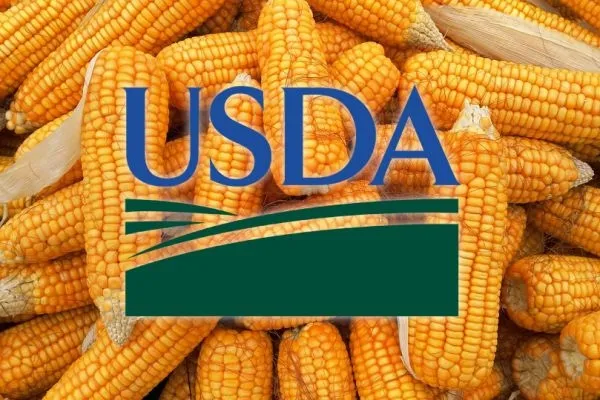 Ви зараз переглядаєте В USDA прогнозують зростання світового виробництва кукурудзи