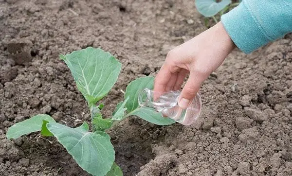 Ви зараз переглядаєте Чим підживити капусту після висадки у ґрунт