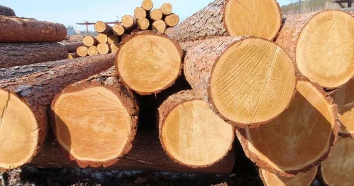 Ви зараз переглядаєте На Львівщині судитимуть організаторку схеми незаконного вивезення лісоматеріалів до ЄС