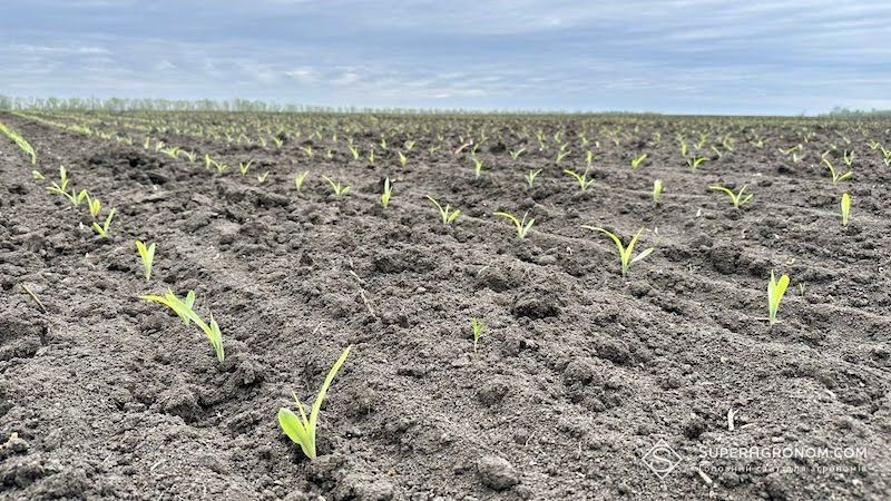 Ви зараз переглядаєте Як впливають на сходи та стартовий ріст кукурудзи технології обробітку ґрунту, досліджують на Київщині