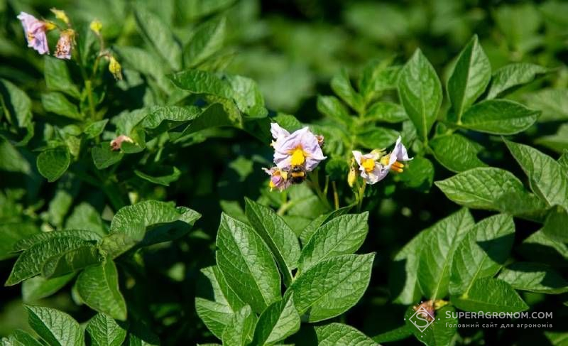 Ви зараз переглядаєте Над створенням ранніх сортів картоплі та з високим вмістом крохмалю працюють вітчизняні науковці