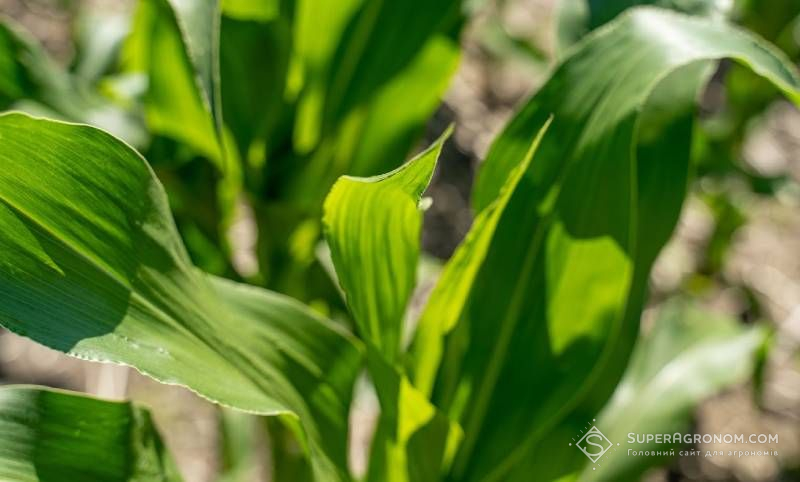 Ви зараз переглядаєте Останній шанс для позакореневого живлення кукурудзи — експерт пояснив оптимальні умови внесення