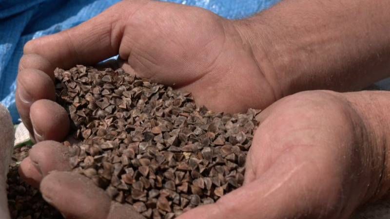 Ви зараз переглядаєте Підтоплені поля і запізніла сівба гречки — на Волині завершується посівна