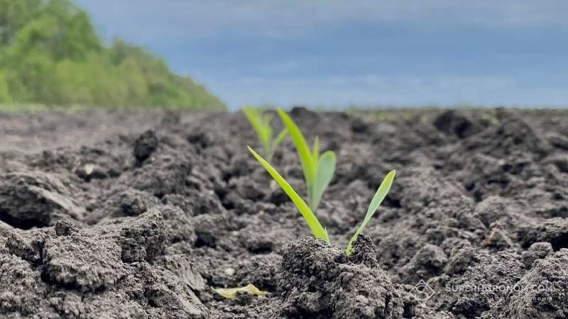 Ви зараз переглядаєте Посівна 2025: Дніпропетровщина очолює ТОП по соняшнику, Полтавщина по кукурудзі та сої