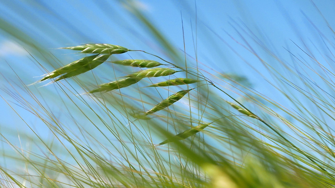 Ви зараз переглядаєте Українське насіння отримало «зелене світло» до ЄС — НАУ