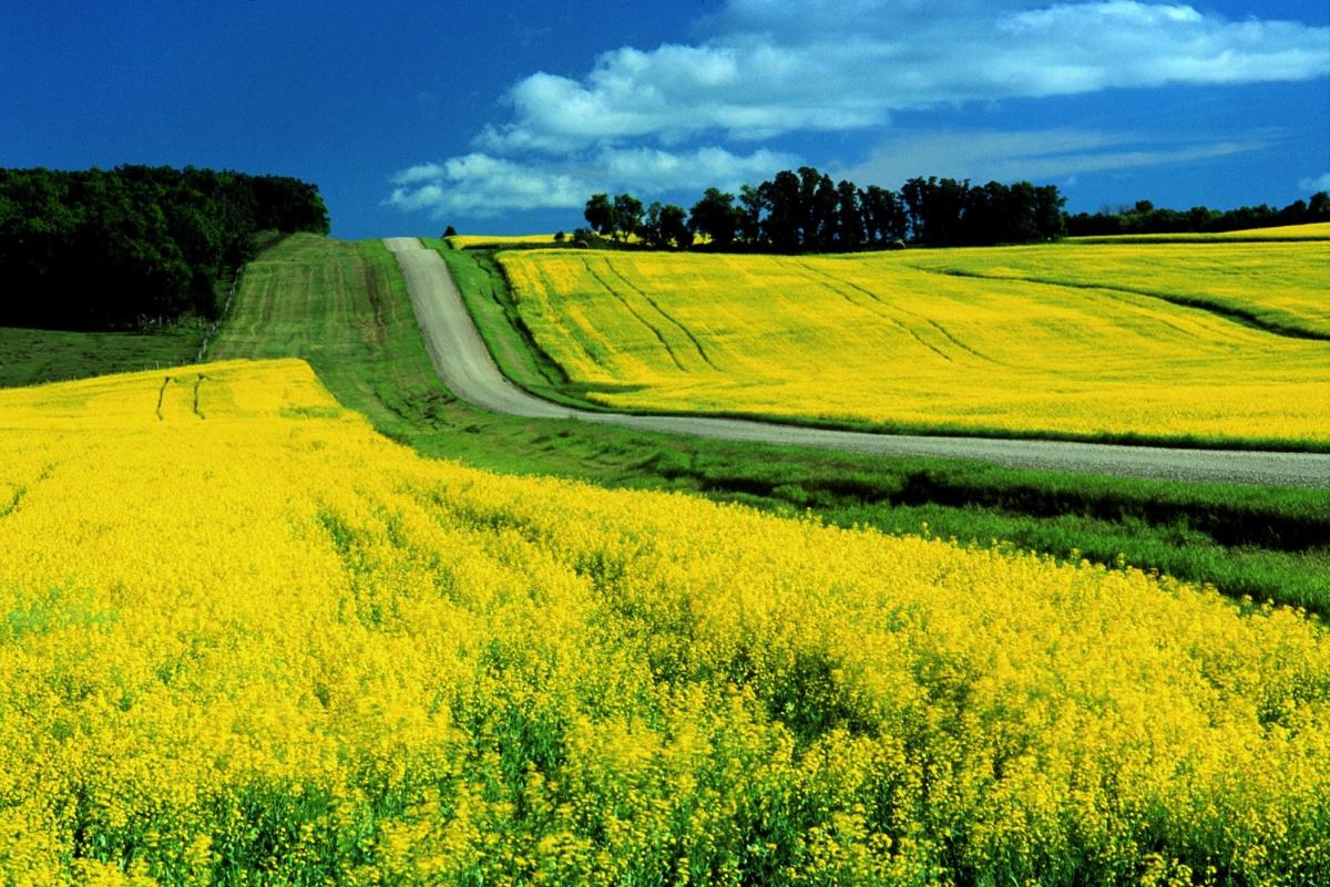 Ви зараз переглядаєте Уряд підвищує держзамовлення на фахівців для агросектору
