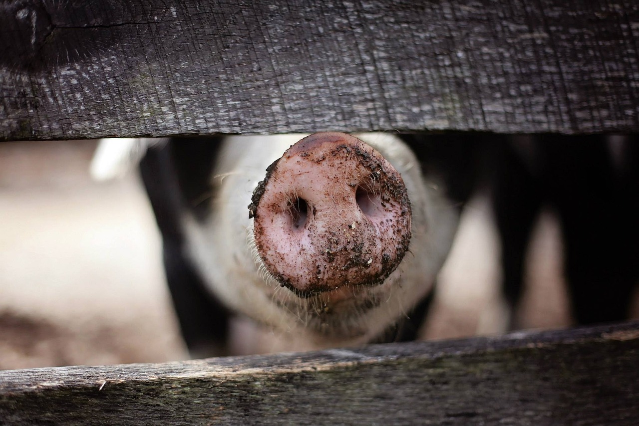 Ви зараз переглядаєте VITAGRO спільно з DanBred побудували репродуктор данської генетики