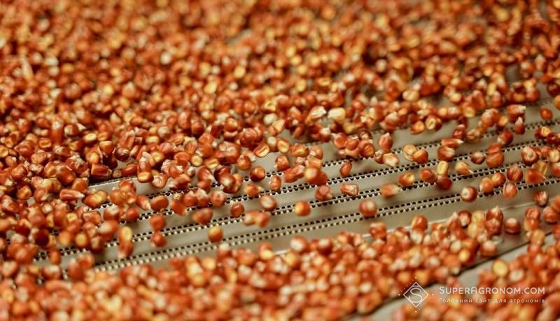 Ви зараз переглядаєте Визнання української системи сертифікації в ЄС поки не призведе до інтенсивного розвитку вітчизняного насінництва — науковець