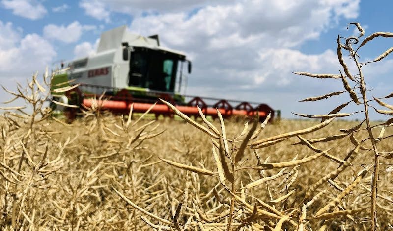 Ви зараз переглядаєте Жнива ріпаку розпочались на Одещині: попри весняні приморозки, насіння — якісне