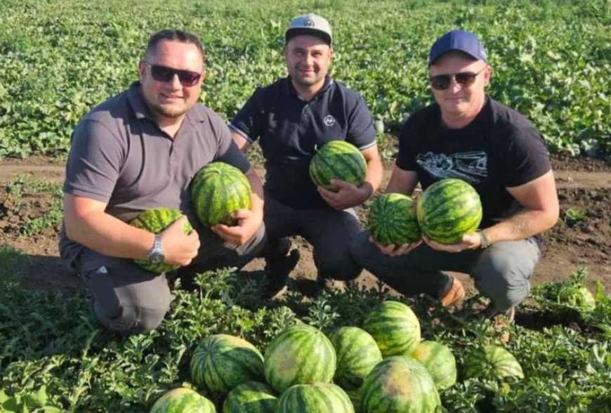 Ви зараз переглядаєте Аграрії Миколаївщини почали збирати кавуни