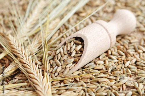 Ви зараз переглядаєте Єврокомісія знизила прогноз урожаю зерна в ЄС