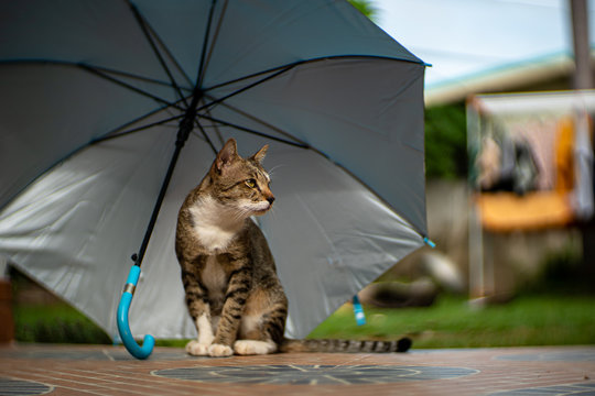 Ви зараз переглядаєте В Україні аномальна спека зміниться грозами та градом