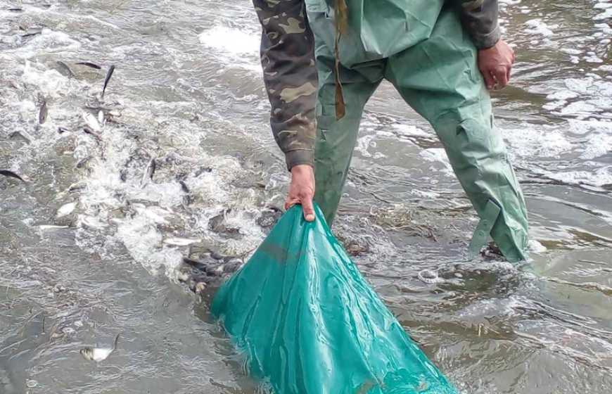 Ви зараз переглядаєте У водойми України з початку року вселено 712 тисяч рибин цінних видів