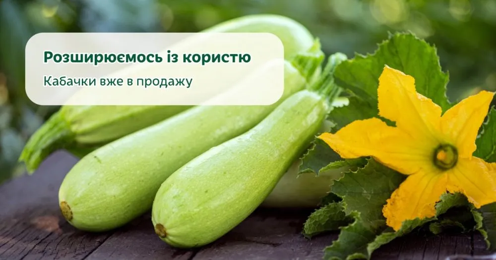Ви зараз переглядаєте Найбільший виробник яблук в Україні вийшов на ринок кабачків