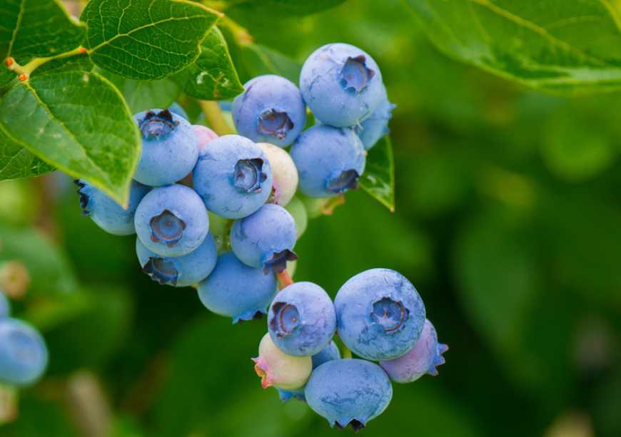 Ви зараз переглядаєте В Україні вперше сертифіковані сорти лохини громадського надбання