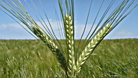 Ви зараз переглядаєте Ціни на ячмніь в Україні продовжують зростати завдяки потужному експортному попиту на початку сезону