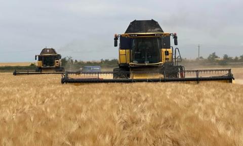 Ви зараз переглядаєте Перші тонни врожаю-2025: на Сумщині стартували жнива ранніх зернових