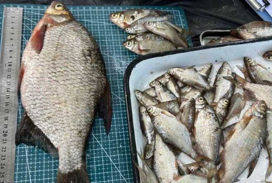 Ви зараз переглядаєте В Чорнобильській зоні популяції риб відрізняються від інших регіонів – науковці