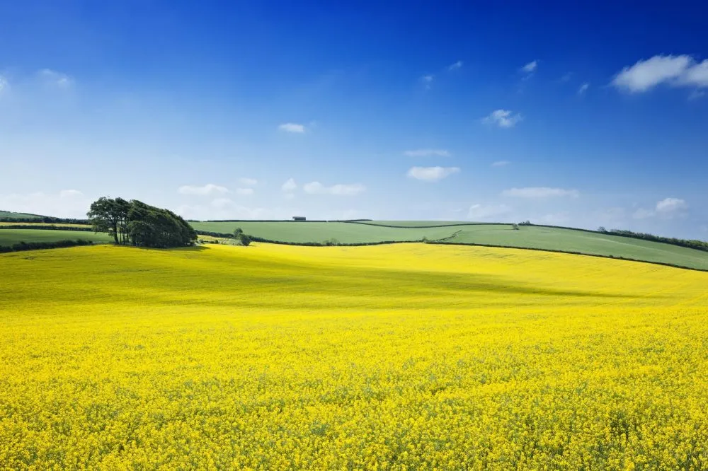 Ви зараз переглядаєте Які наслідки матимуть для ринку соєво-ріпакові правки