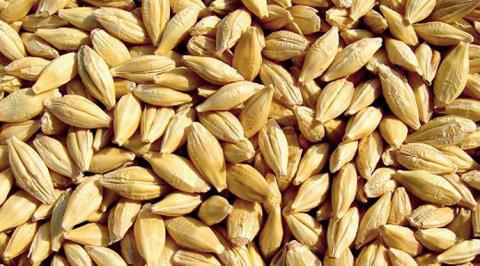 Ви зараз переглядаєте Китай — лідер із закупівель українського ячменю