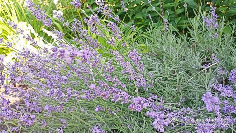 Ви зараз переглядаєте Найвищу дохідність з лаванди дають ефірні олії, можна заробляти до $10 тис./га