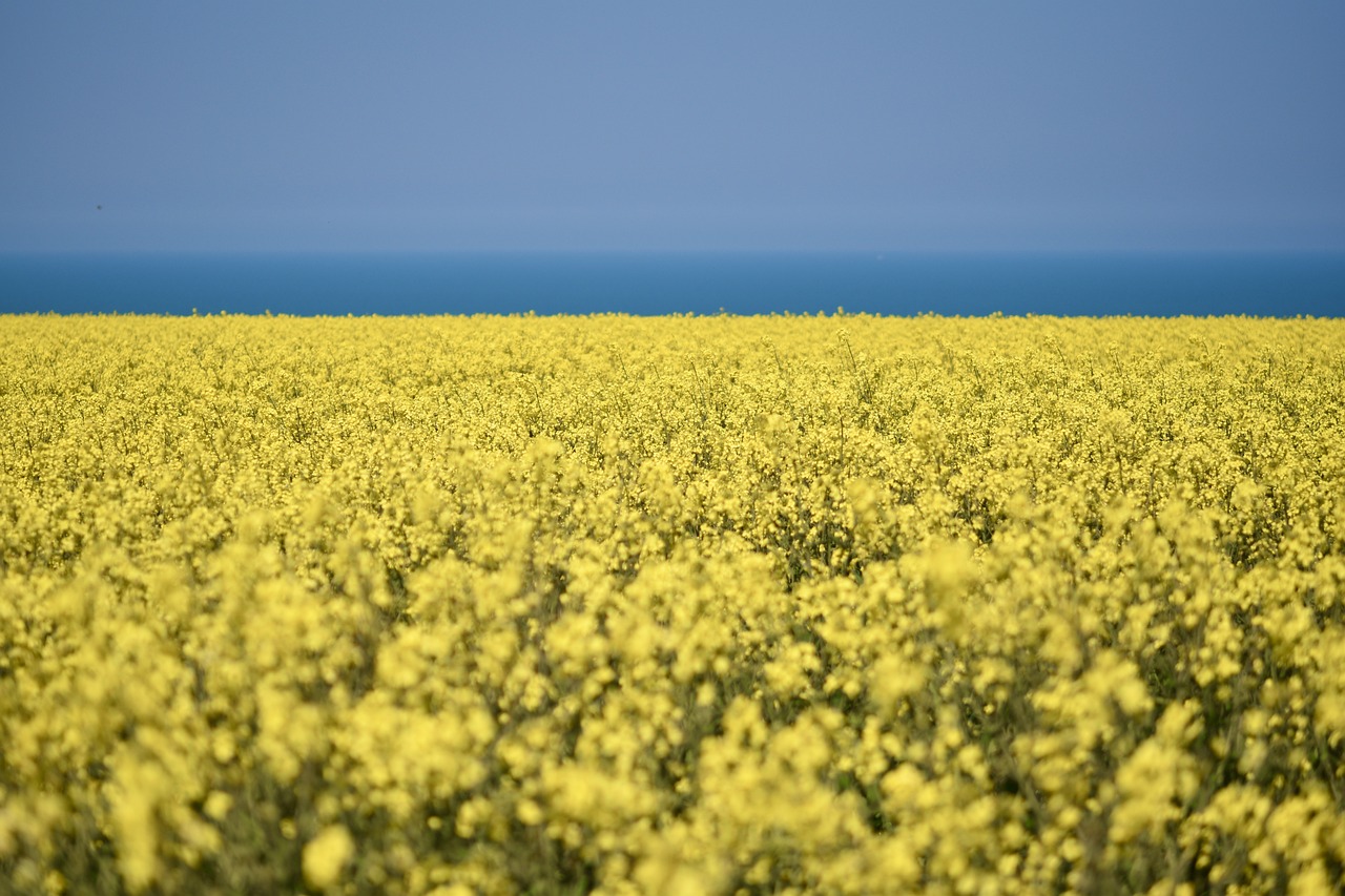Ви зараз переглядаєте Tekom Agro Group: ріпак залишився прибутковою культурою у 2025 році