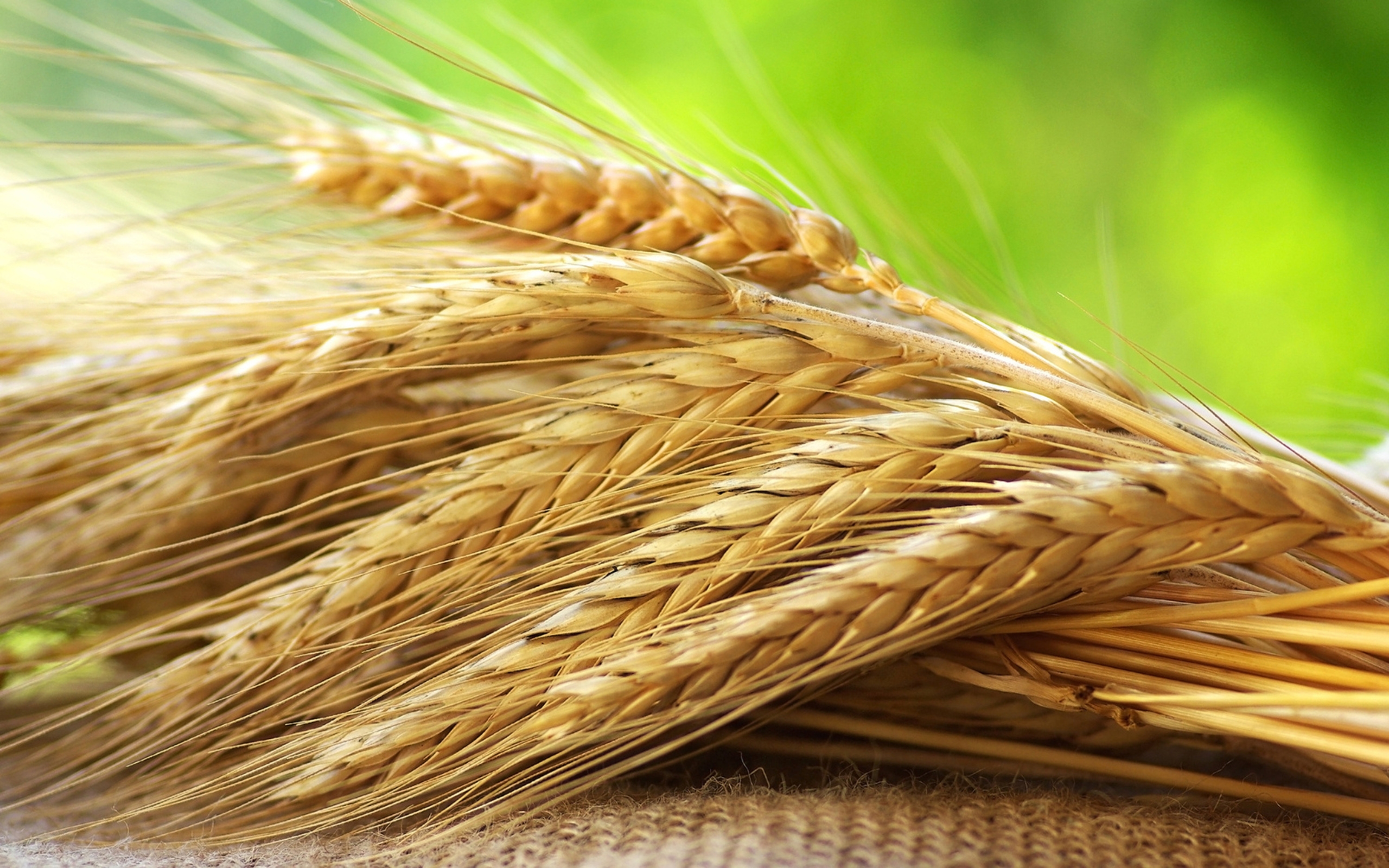 Ви зараз переглядаєте Tekom Agro Group завершила обмолот пшениці: сорти витримали весняні приморозки та посуху