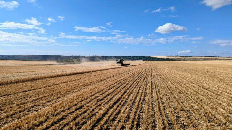 Ви зараз переглядаєте У Миколаївському кластері НІБУЛОН розпочали збирати озимі пшеницю й ріпак