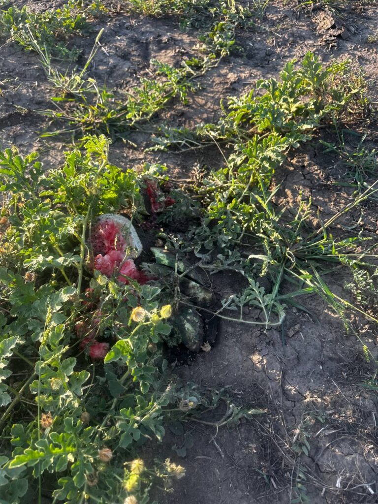 На Одещині зайці масово нищать кавуни та дині на баштанах фермерів1