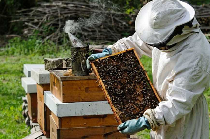 Ви зараз переглядаєте На Чернігівщині зареєстровано 2237 пасік