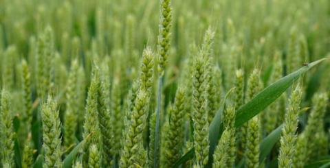 Ви зараз переглядаєте Фермер з Київщини впровадив систему прогнозування хвороб рослин