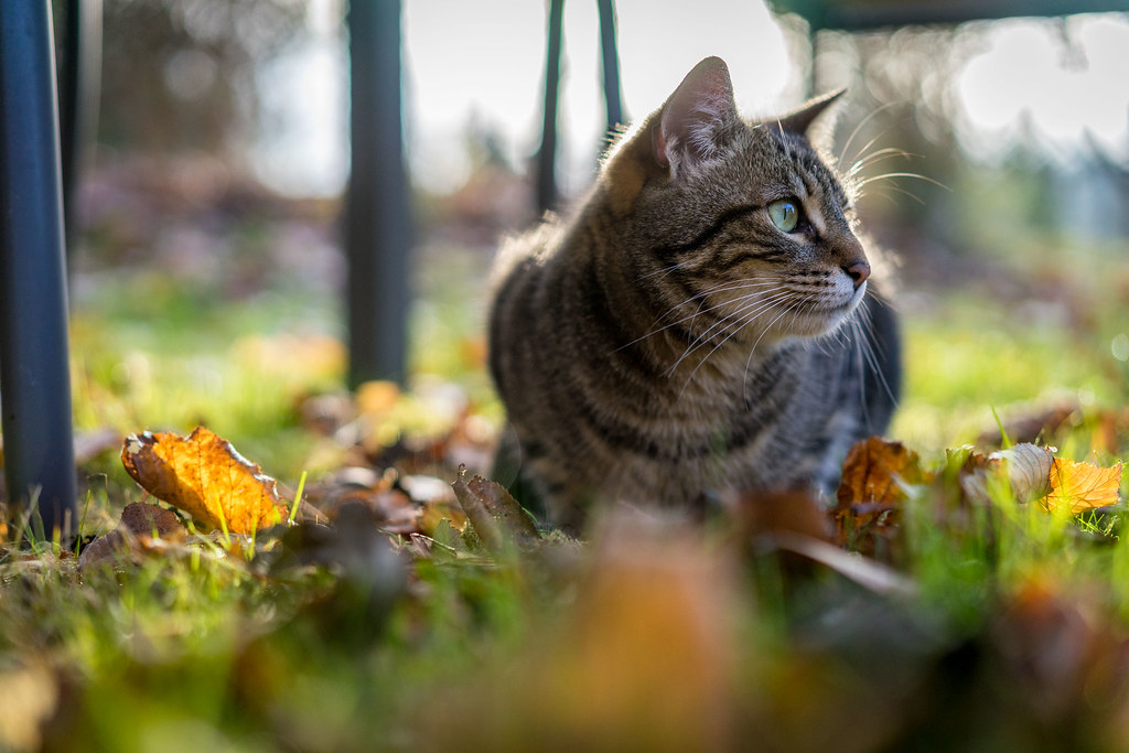 Ви зараз переглядаєте Синоптики розповіли, якою буде погода на вихідні та 1 вересня