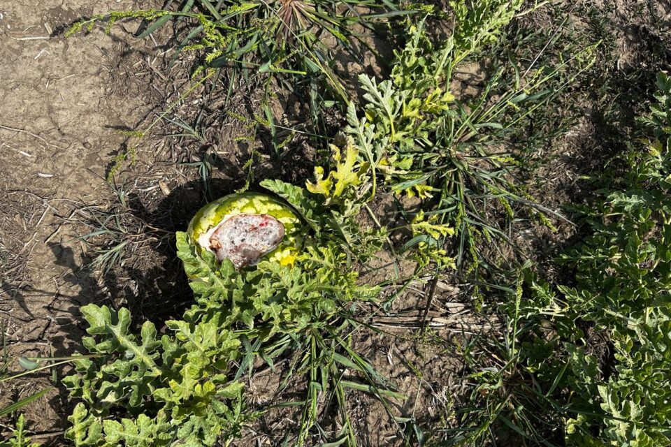 Ви зараз переглядаєте На Одещині зайці масово нищать кавуни та дині на баштанах фермерів