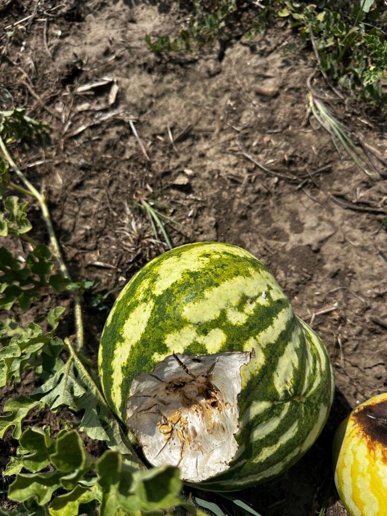 На Одещині зайці масово нищать кавуни та дині на баштанах фермерів2