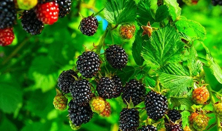 Ви зараз переглядаєте Генетики США навчились управляти властивостями ожини