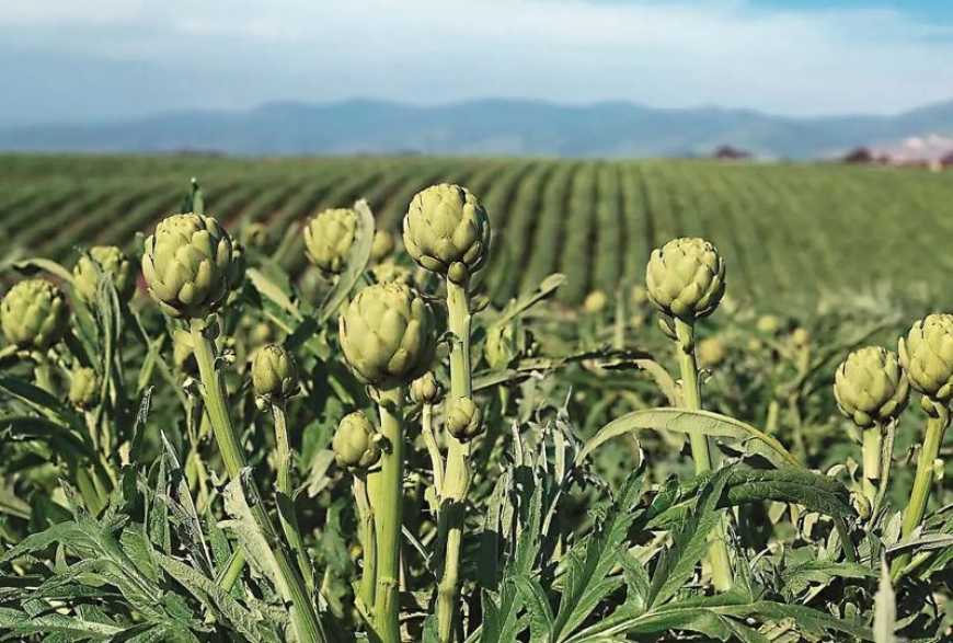 Ви зараз переглядаєте Площі під артишоком в Україні складають близько 5 га – експерт