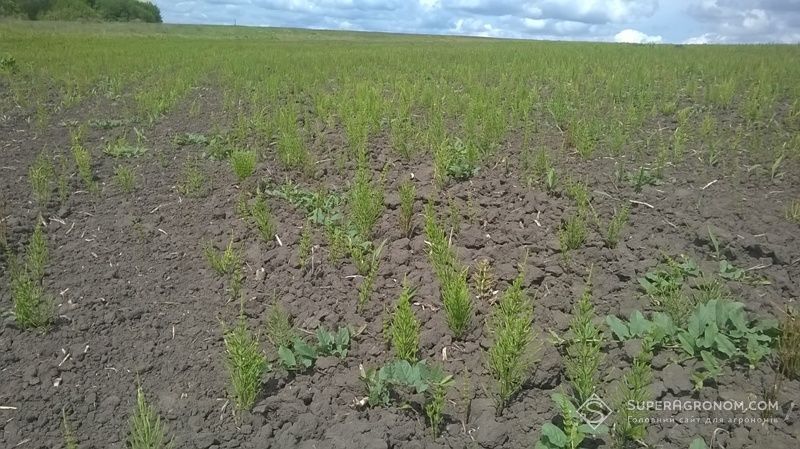 Ви зараз переглядаєте Як контролювати хвощ польовий, якщо гліфосат не справляється, розповіли польські фахівці