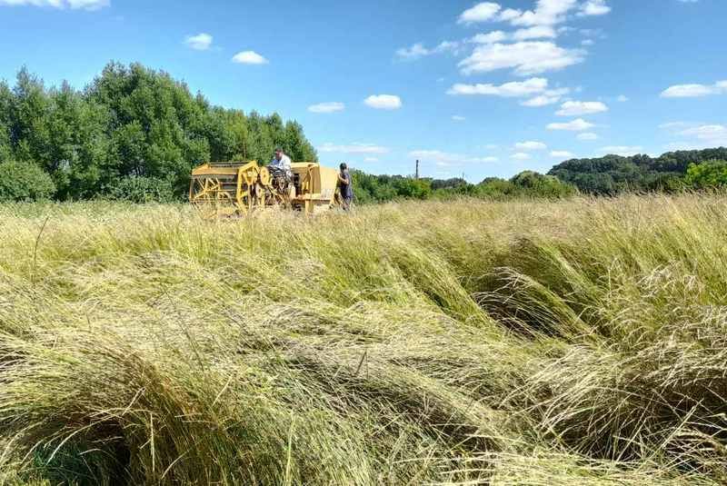 Ви зараз переглядаєте Перший урожай кернзи зібрали на Хмельниччині