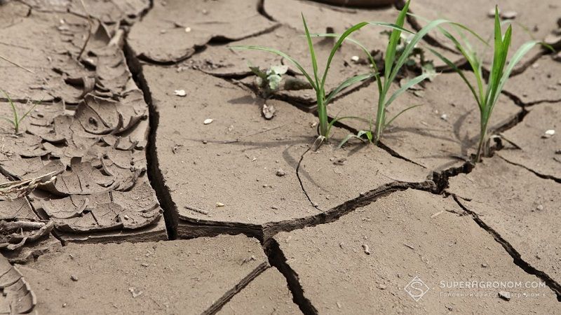 Ви зараз переглядаєте Посуха в Ізраїлі завдала величезних збитків сільському госопдарству країни
