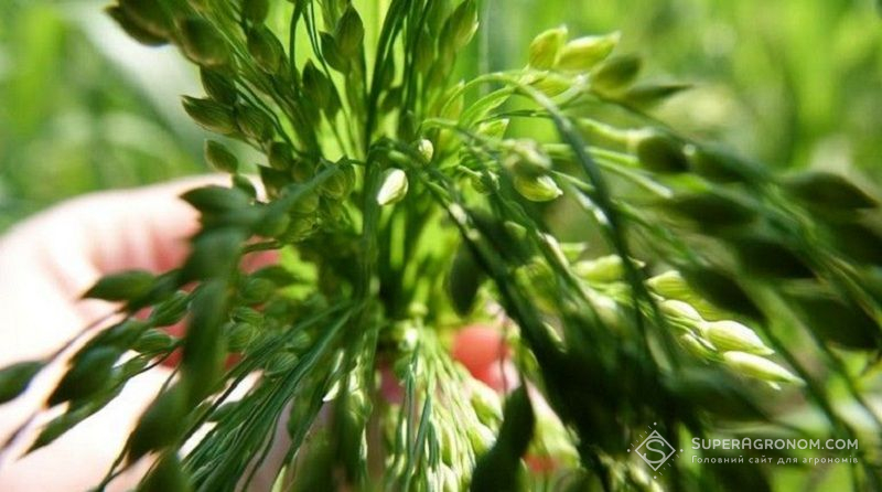 Ви зараз переглядаєте Українське просо не має конкурентів на ринку ЄС і є сильною страховою культурою, хоча ціна може коливатися