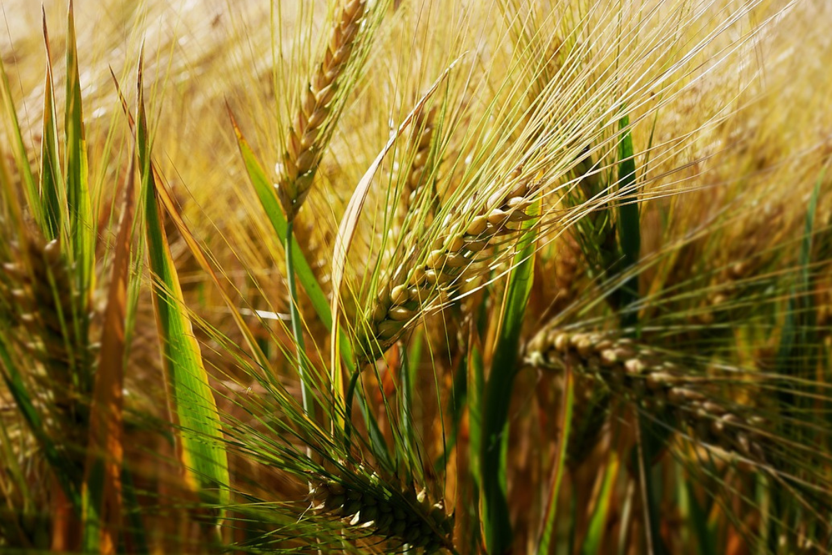 Ви зараз переглядаєте Український ячмінь стрімко дорожчає на тлі активних відвантажень до Китаю