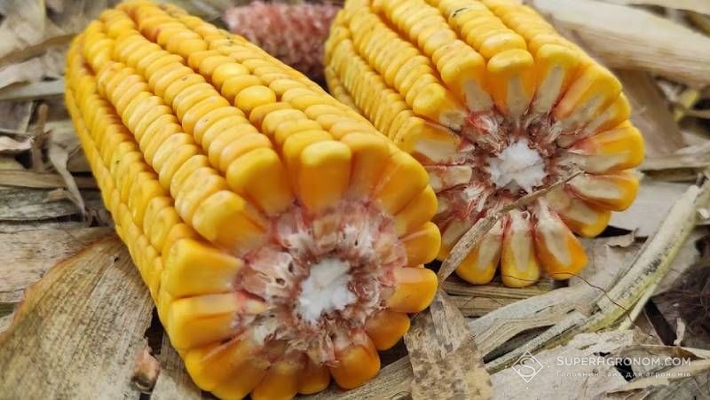 Ви зараз переглядаєте Урожай кукурудзи на південному сході втрачено, натомість у «кукурудзяному поясі» України очікується непоганий — Висоцький