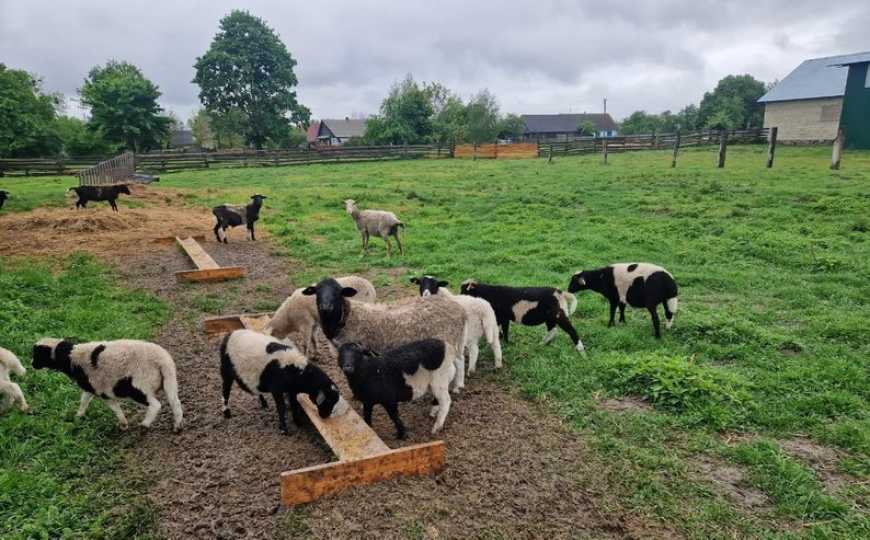 Ви зараз переглядаєте Ветеран ЗСУ розвиває овечу ферму на Хмельниччині