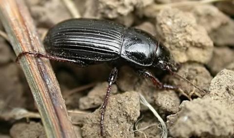 Ви зараз переглядаєте На падалиці злакових триває живлення хлібної жужелиці