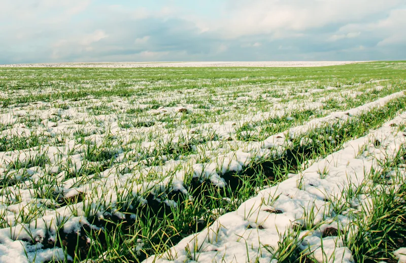Ви зараз переглядаєте Через спеку та дефіцит вологи аграрії півдня переходять на озимі