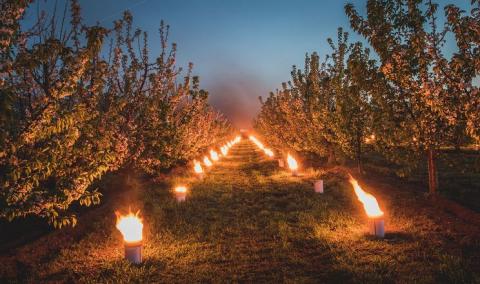 Ви зараз переглядаєте Для захисту черешні від заморозків у Європі застосовують парафінові свічки