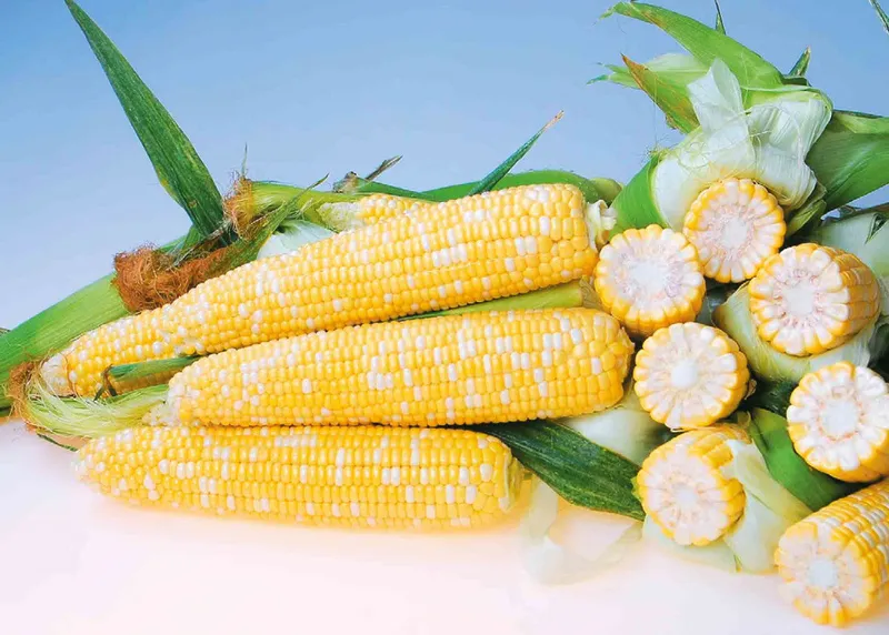 Ви зараз переглядаєте Які перспективи має українська кукурудза на ринках Близького Сходу та Північної Африки